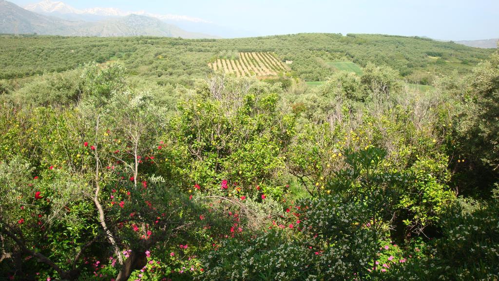 Calamon Apartments Episkopi-Chania Dış mekan fotoğraf